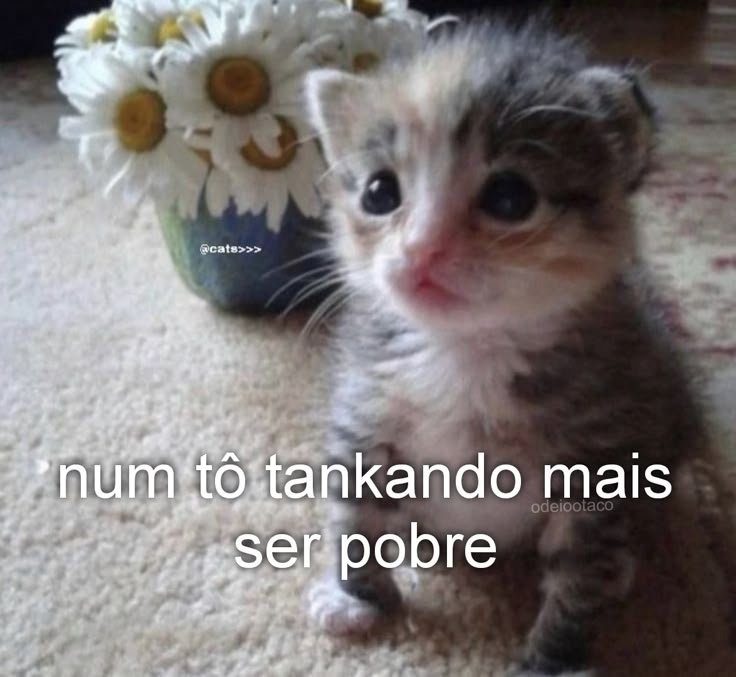 perfil dedicado a gatinhos e peitos tweet media