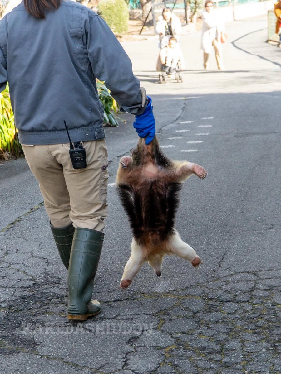 はなまるかけだしうどん tweet media