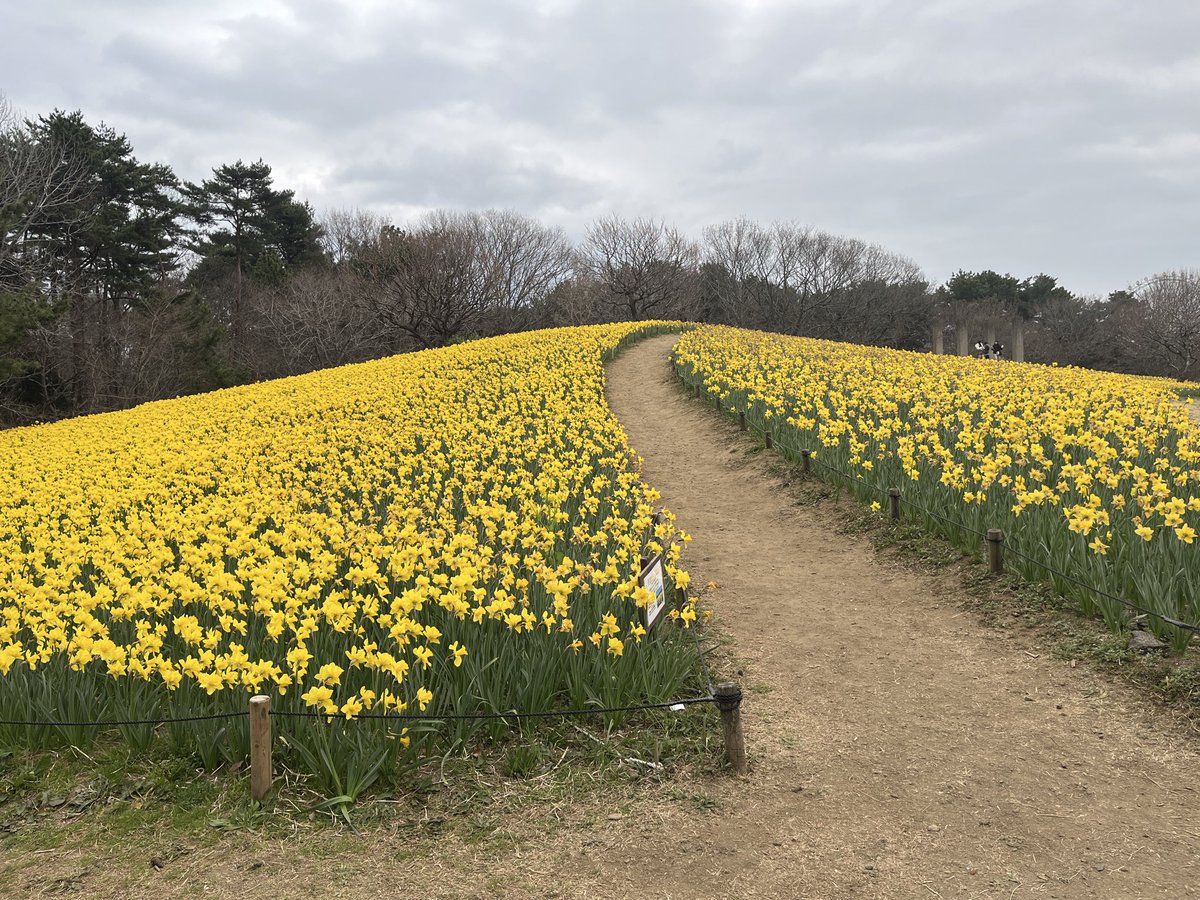 7k1gij's tweet photo. JP-0203国営ひたち海浜公園は水仙が咲き始めています。
今日のPOTAはIC-705で5w運用。自分には一番使いやすい定番リグです。 https://t.co/ACYxUm9OO7