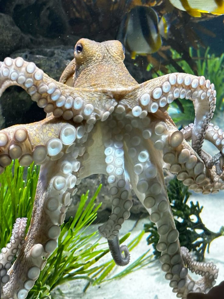 ᅟ𓇼 ℳ𝗂𝗋𝖺𝗇𝖽𝖺, a bióloga. tweet media