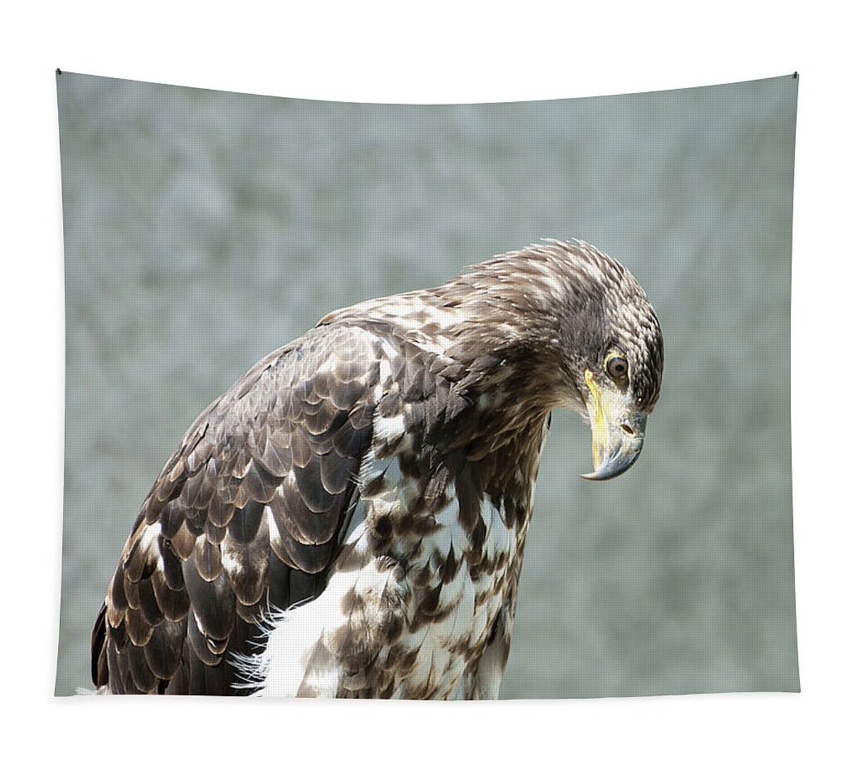 shonna99784's tweet image. A Tapestry!
Stunning Eagle in Profile - Tottenham, Ontario - Tapestry shonnahawkinsphotography.com/featured/stunn…

Different sizes available through the link above!

#Stunning #Eagle #Profile #Tottenham #Ontario #JuvenileBaldEagle #Juvenile #Gifts #GiftIdeas #HomeDecor #BirdOfPrey
