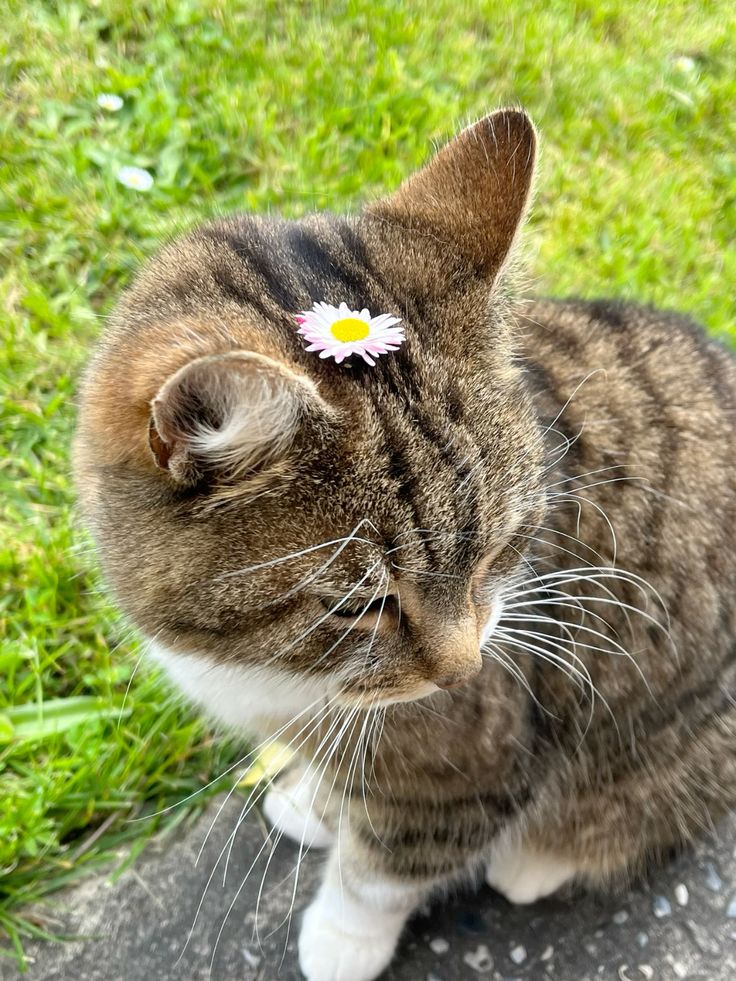 Purely Green tweet media