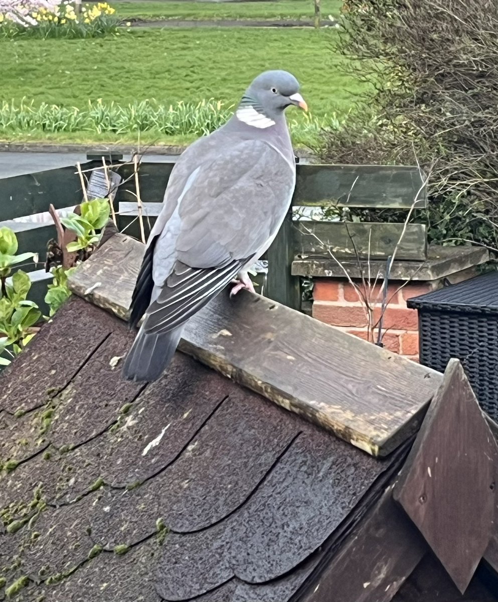 PROTECT ALL WILDLIFE tweet media