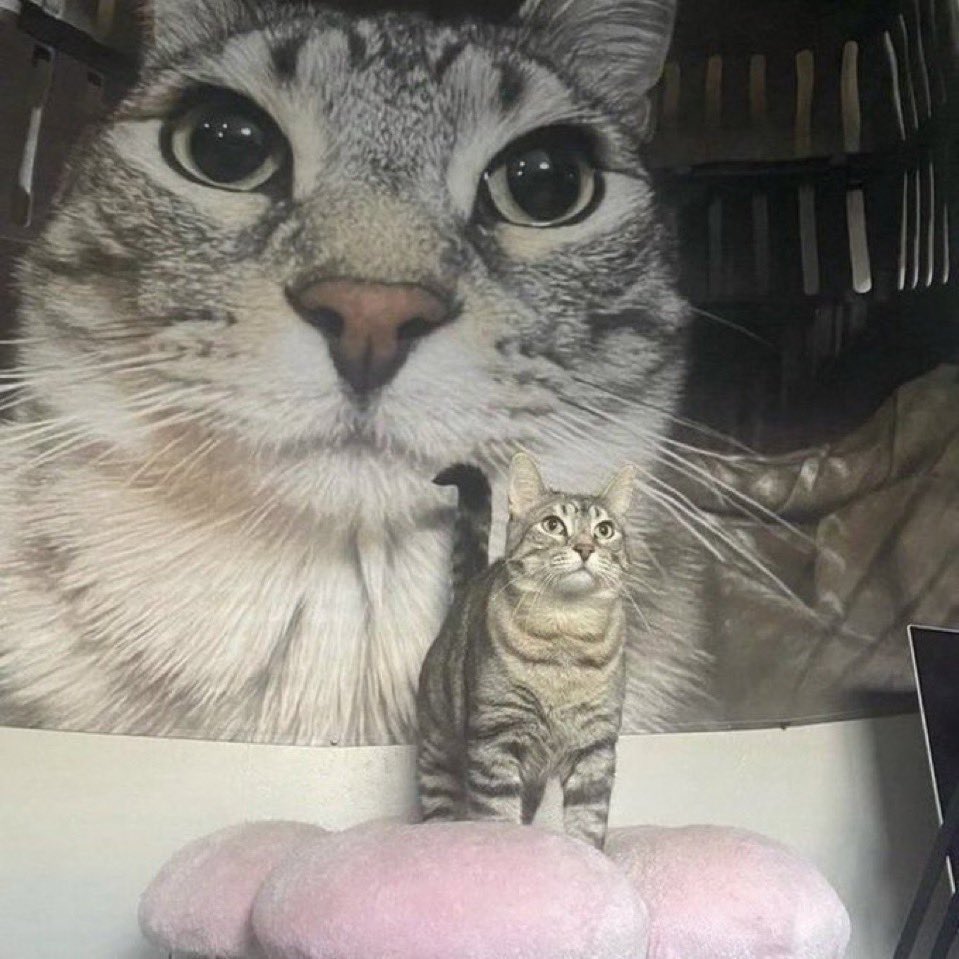 GUIA DE PROJEÇÃO ASTRAL tweet media