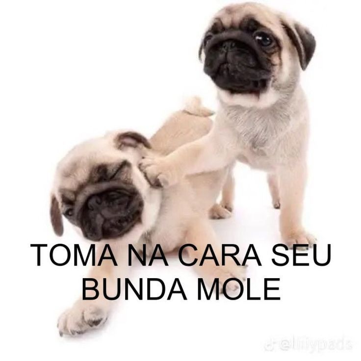 perfil dedicado a gatinhos e peitos tweet media