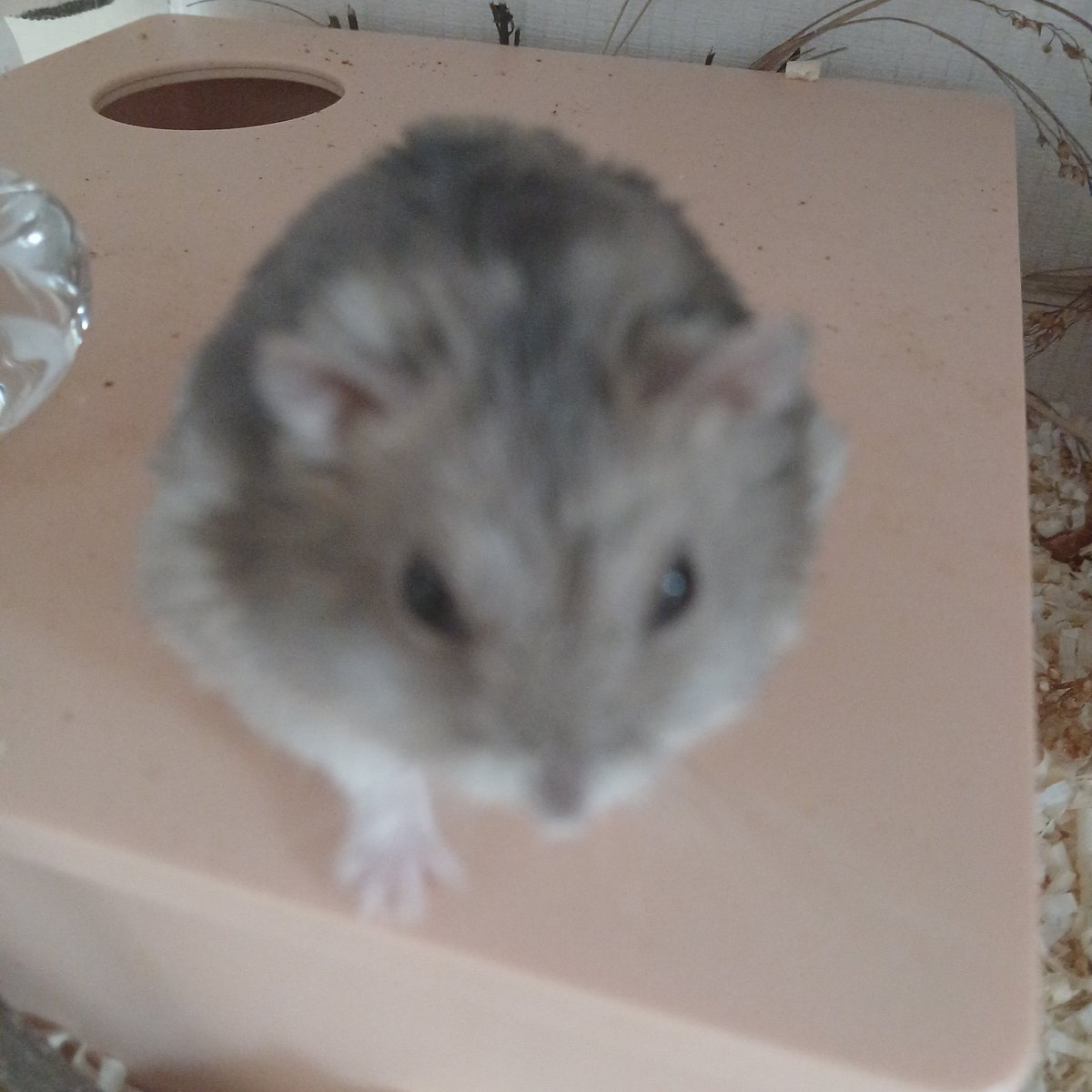 예거왕 tweet media