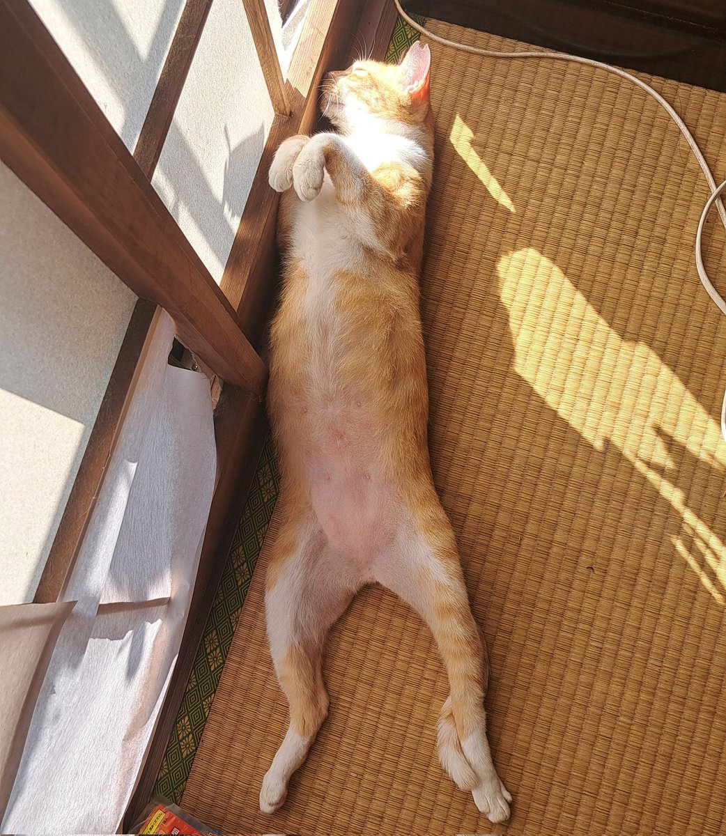 Enjyu1006's tweet photo. #ねこ好きさんと繋がりたい 
きなこちゃん… https://t.co/B1By4ccrfa