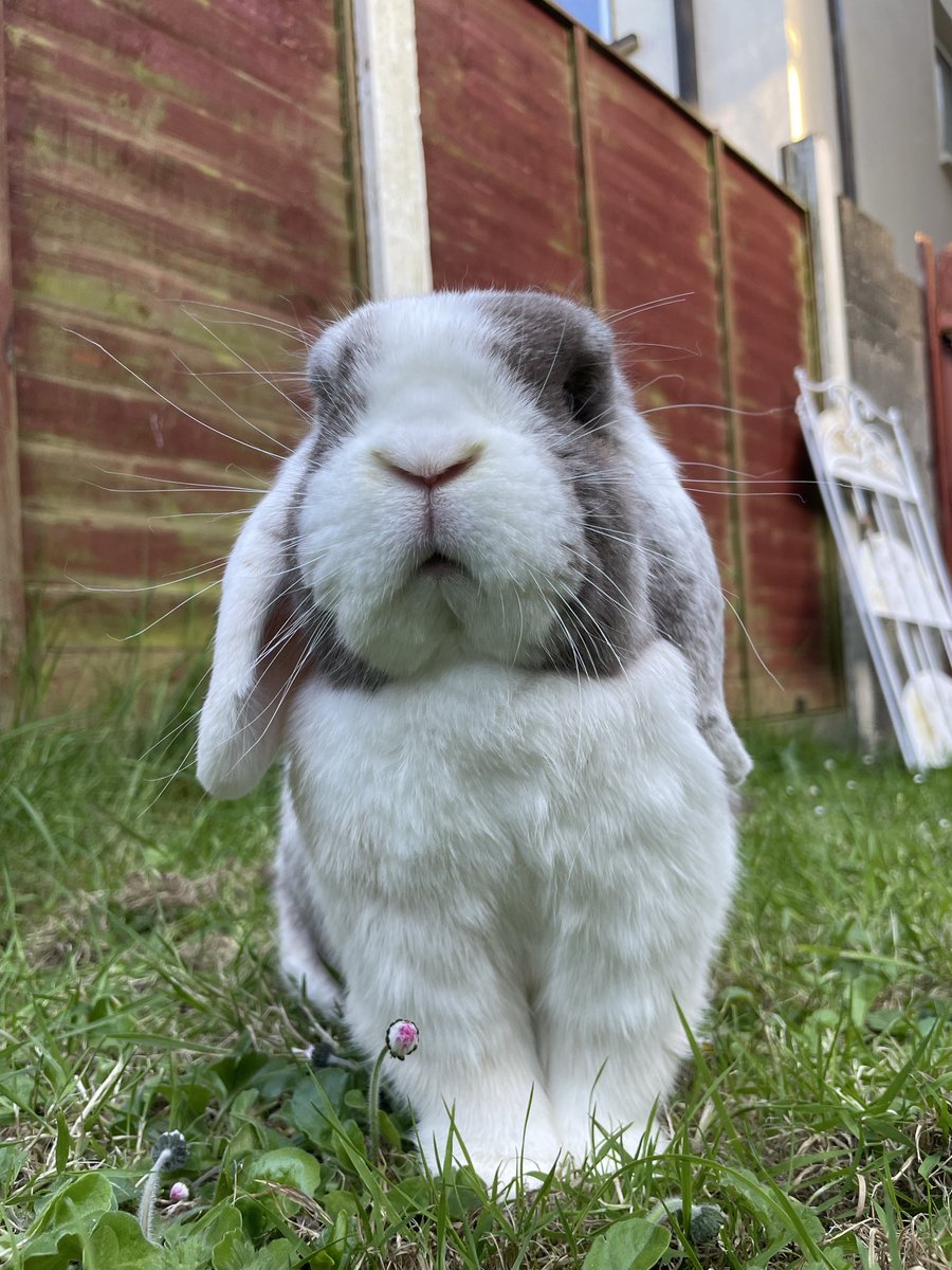 Rabbit of the Day 🐰 tweet media