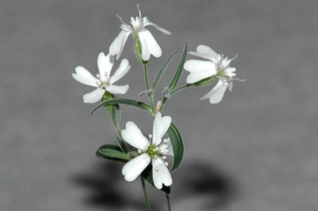 Indie 505 tweet media