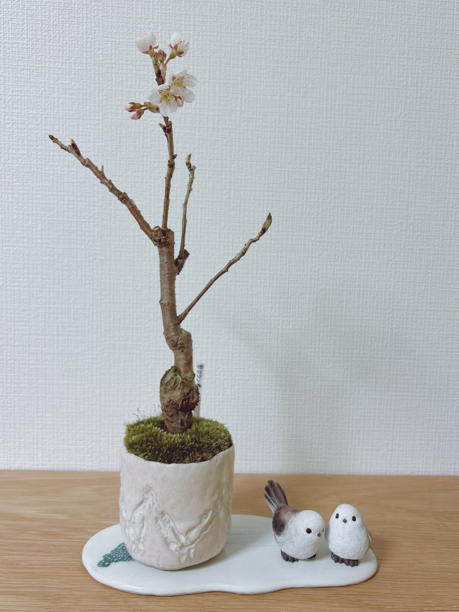 ラピス tweet media