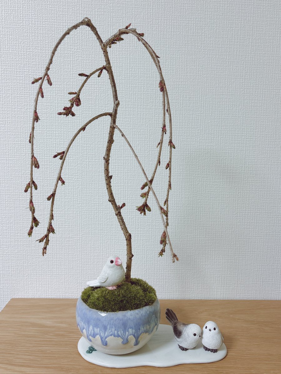 ラピス tweet media