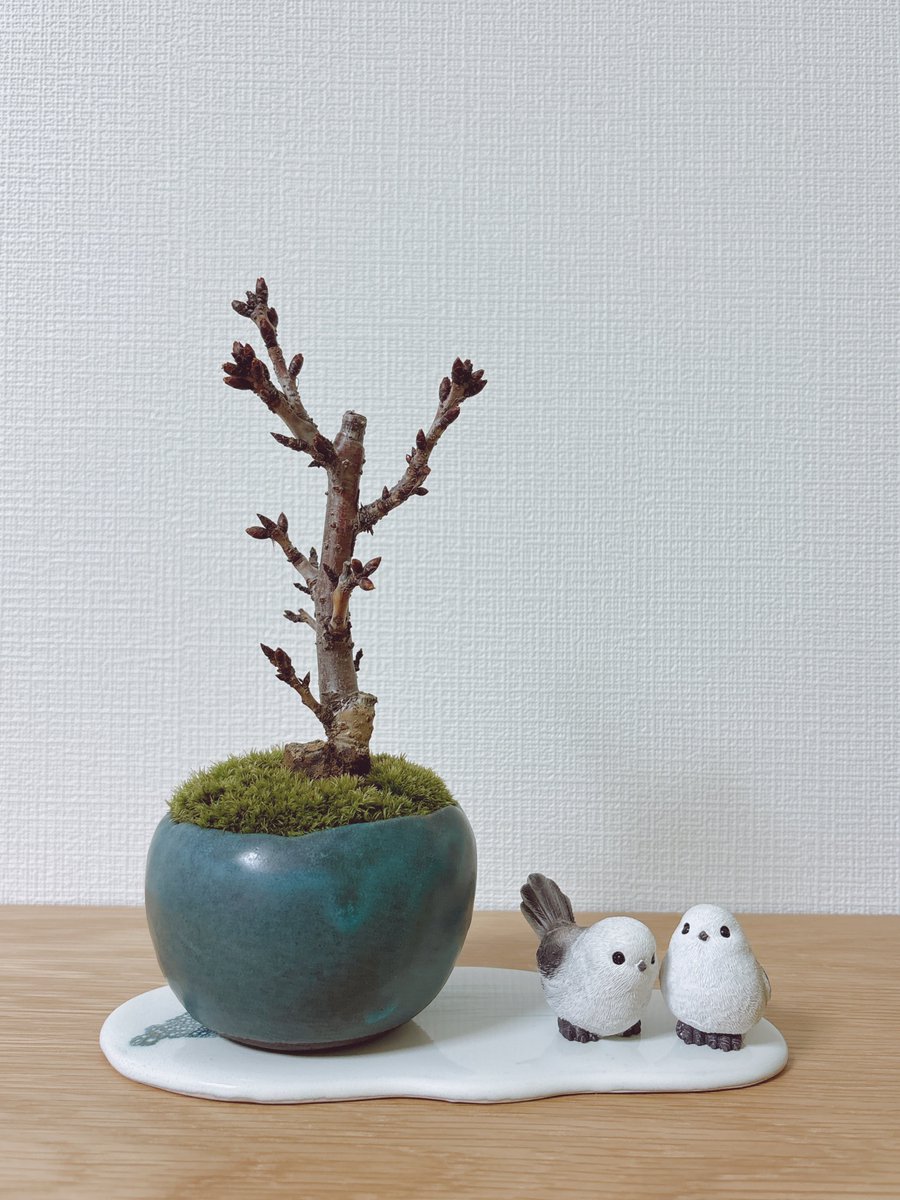 ラピス tweet media