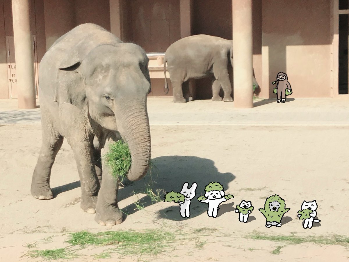 くしゃかわ tweet media