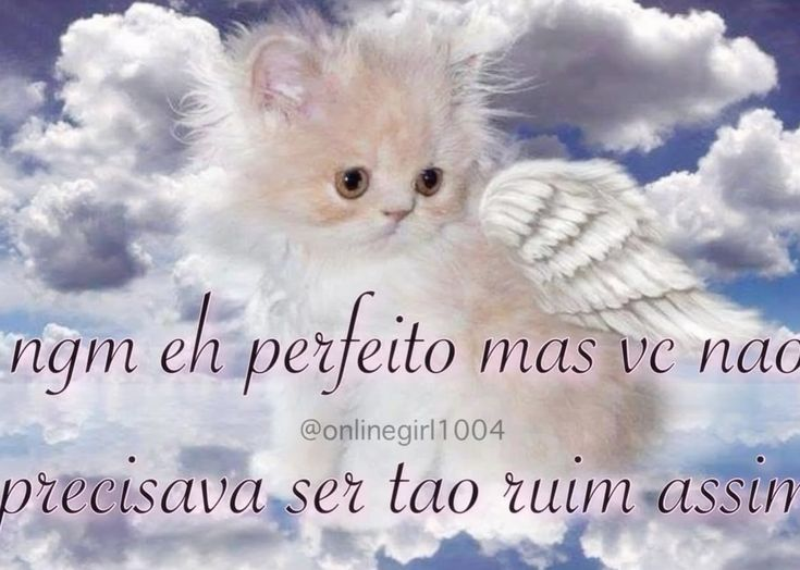 perfil dedicado a gatinhos e peitos tweet media