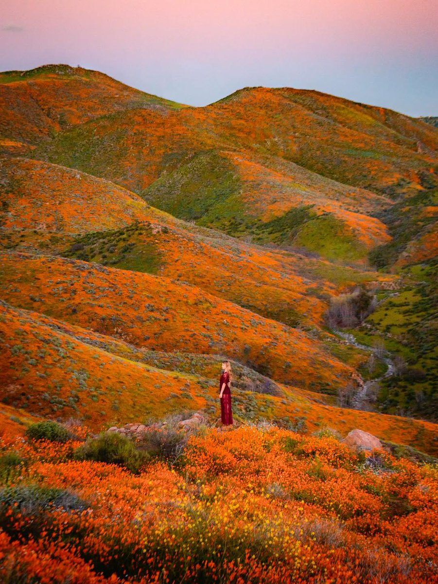 𝘄𝗮𝗻𝗱𝗲𝗿𝘁𝗿𝗮𝘃𝗲𝗹𝘀 tweet media