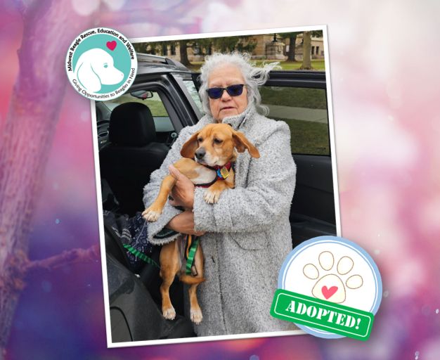 MidWest Beagle Rescue, Education and Welfare, Inc. tweet media