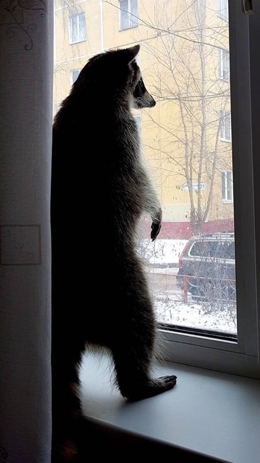 Raccoons Hourly tweet media