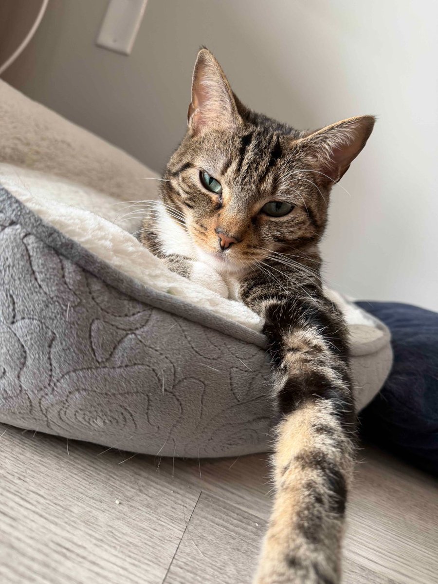 Fatemaker Felix tweet media