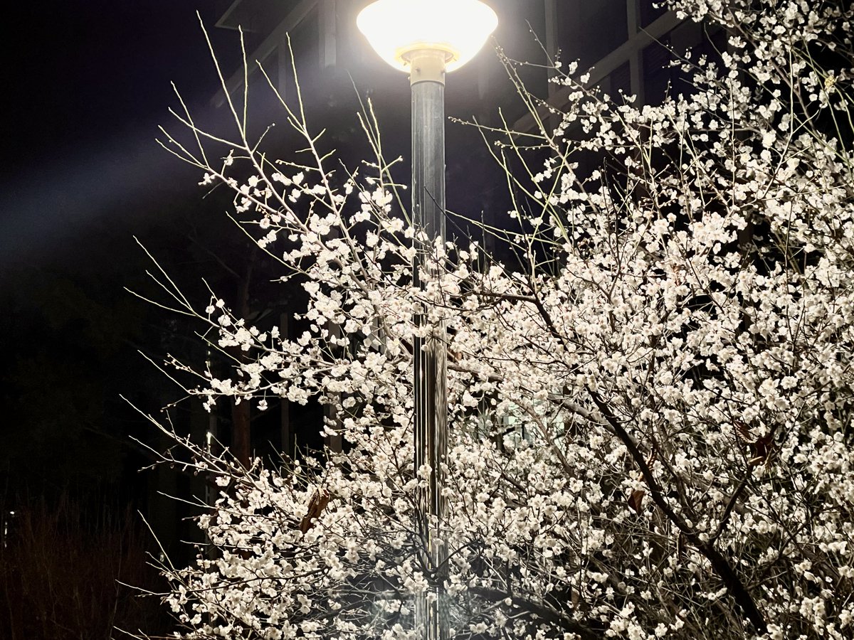 올소🐾 tweet media