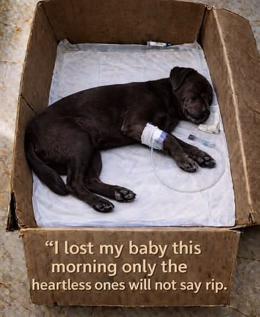 Popularpuppies © tweet media