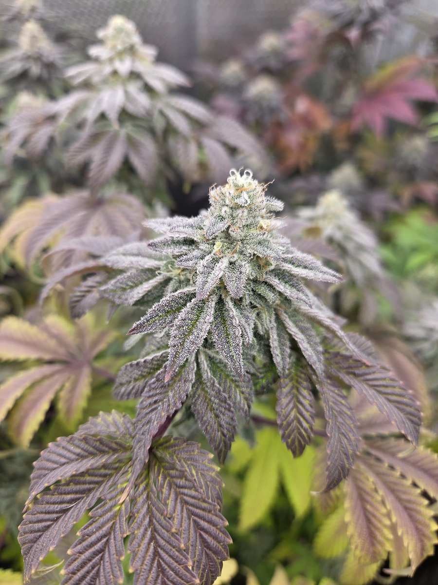 Steven Hornady tweet media