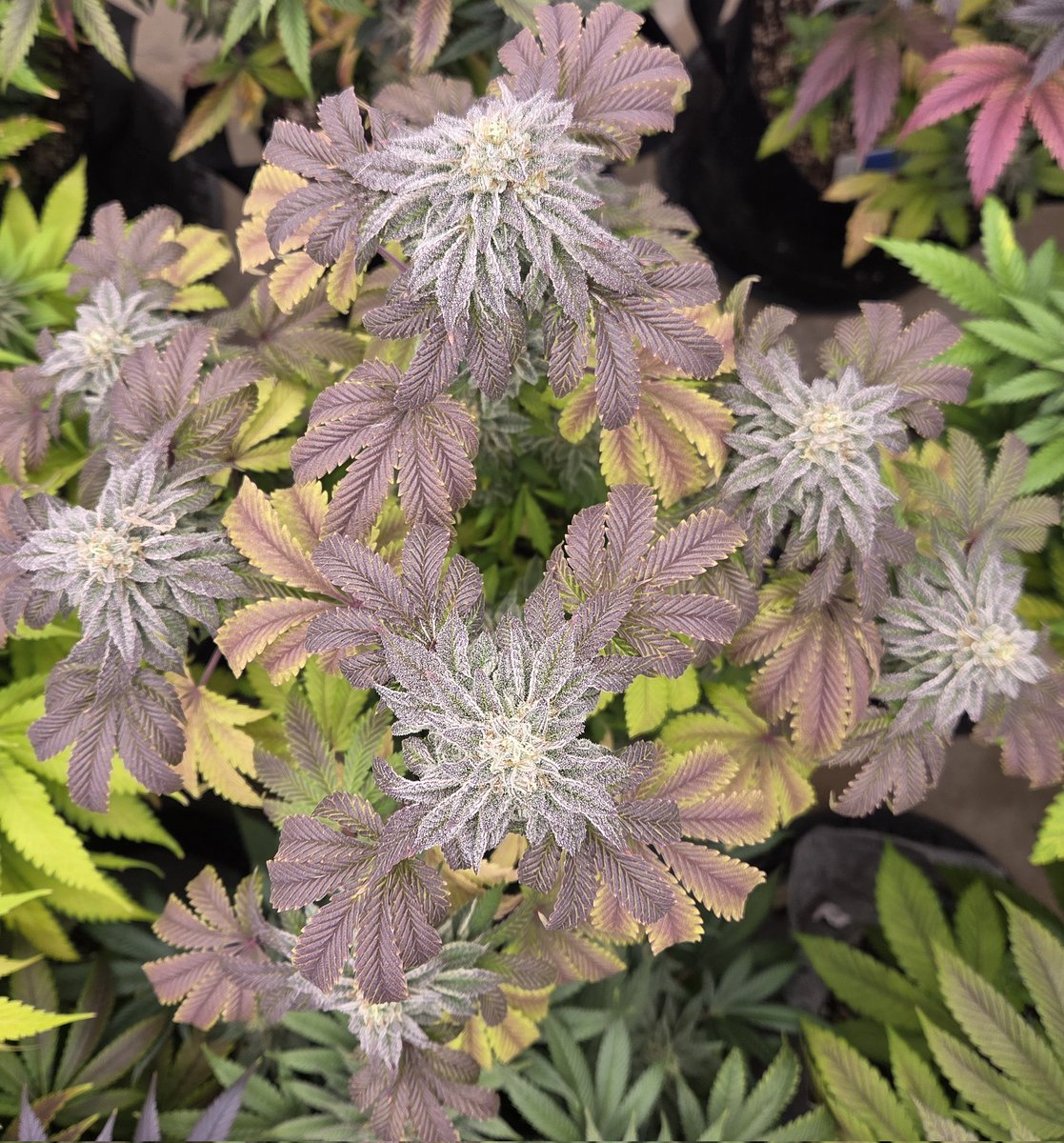 Steven Hornady tweet media