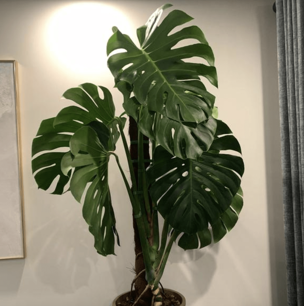 Fuad WEST tweet media