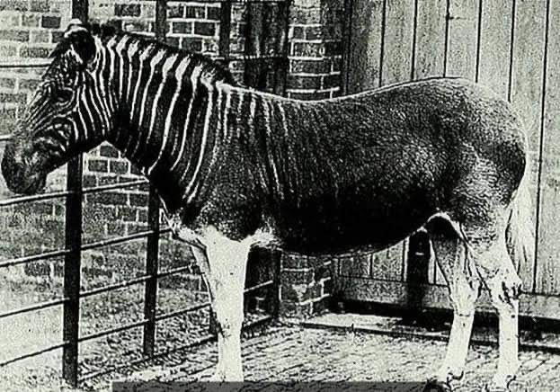 🌴Mehmood A Qureshi🌴 tweet media