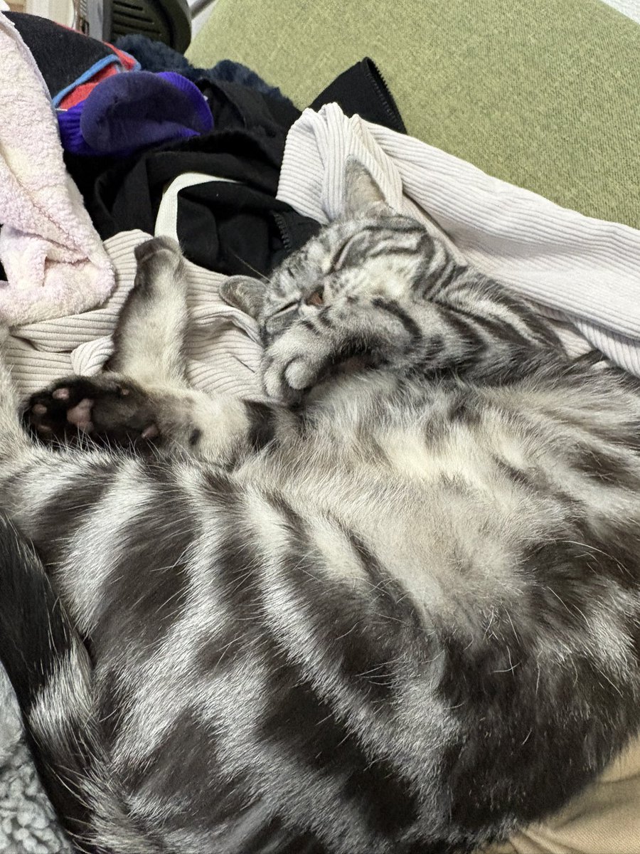 コンポート tweet media