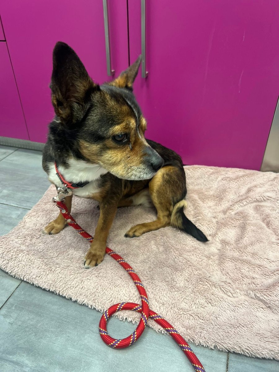 Association chats du bois de Vincennes et alentour tweet media