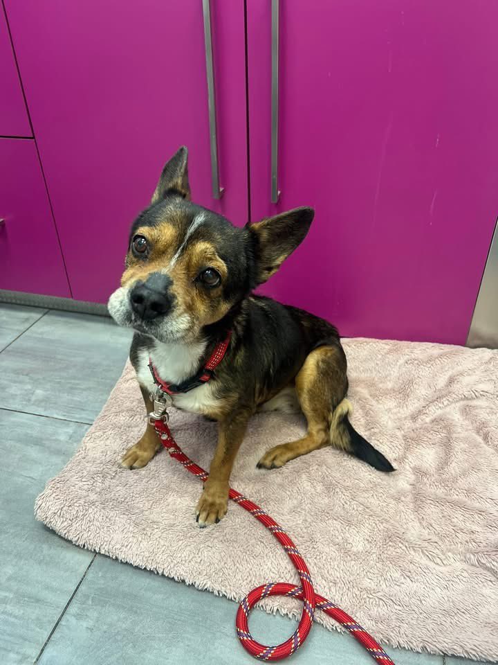 Association chats du bois de Vincennes et alentour tweet media