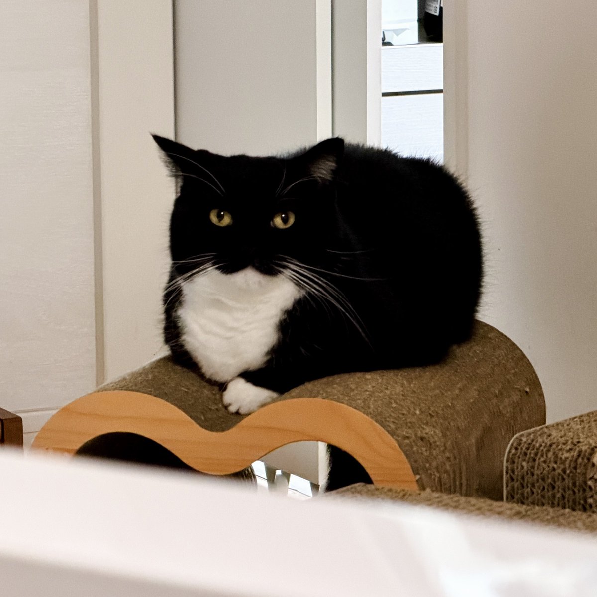 I'm Uni :3 tweet media