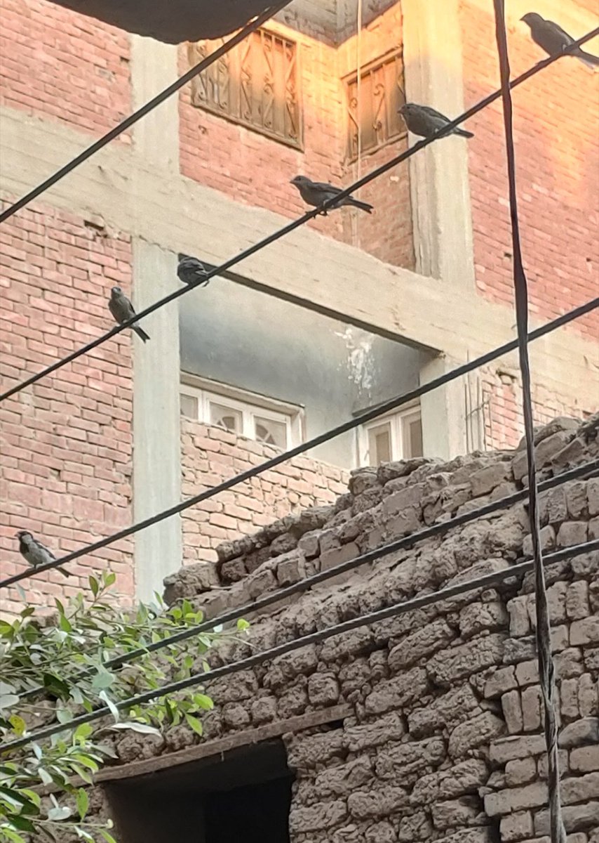 رُ🦌 tweet media