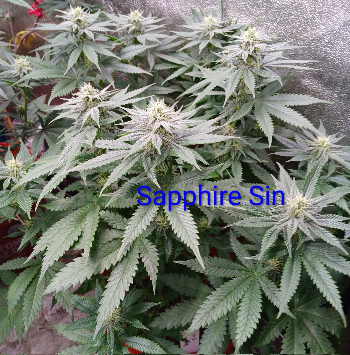 LazyRiverGardens tweet media