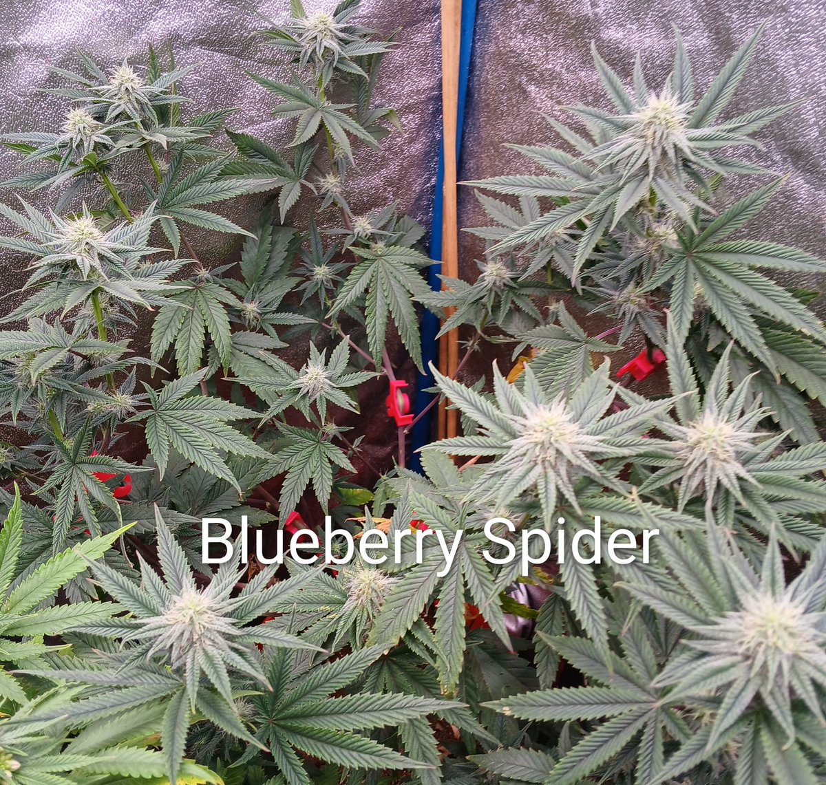 LazyRiverGardens tweet media