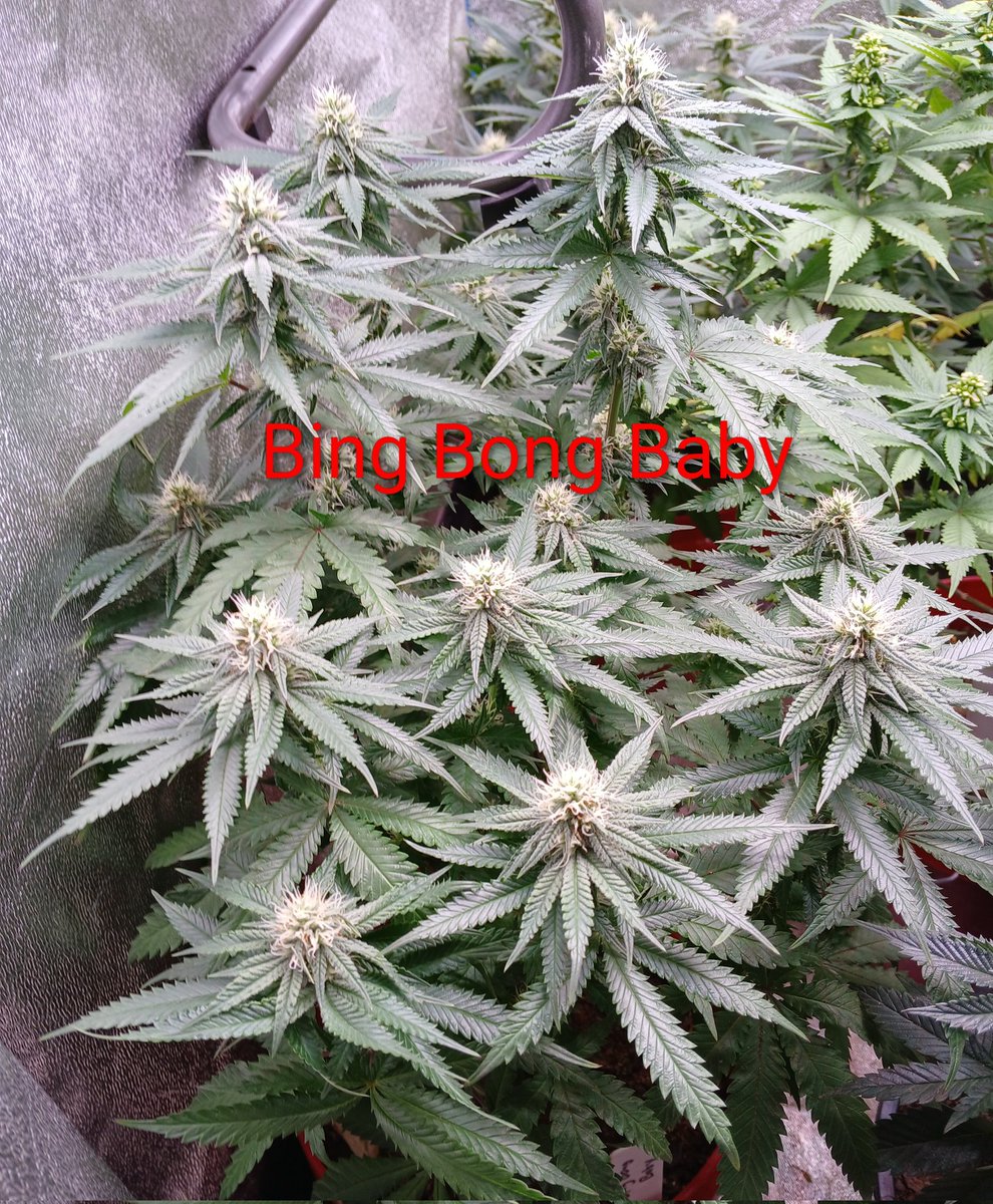 LazyRiverGardens tweet media