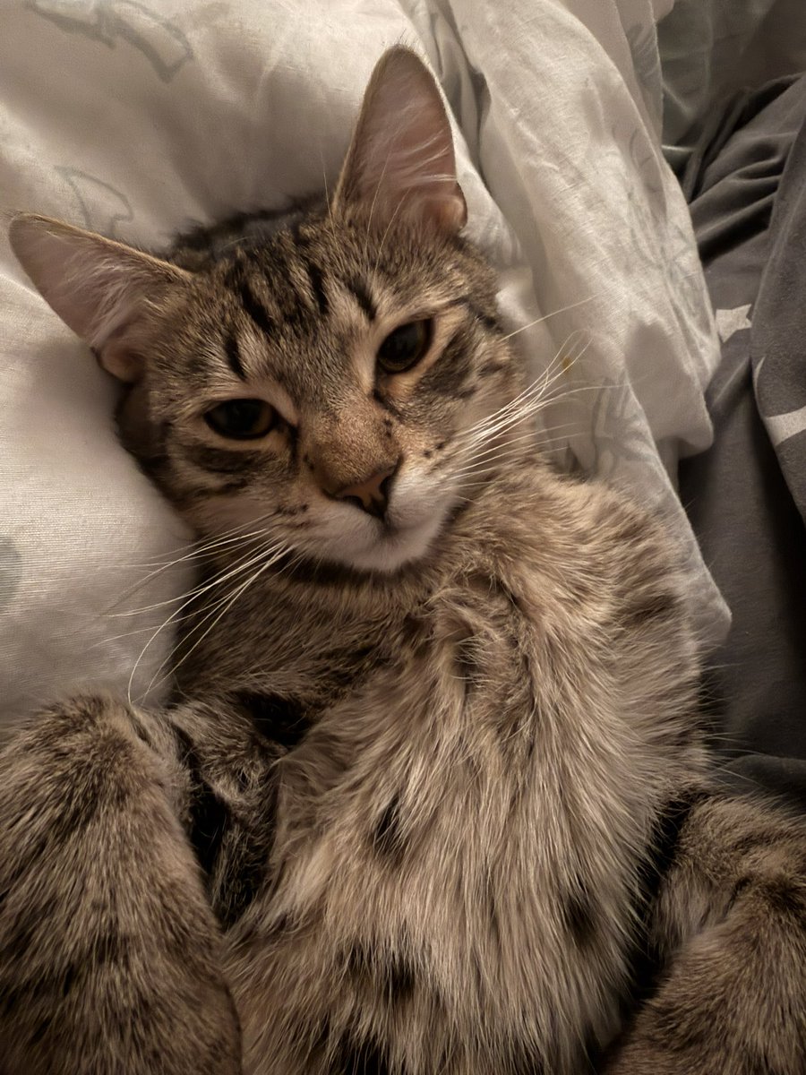 louˎˊ˗ tweet media