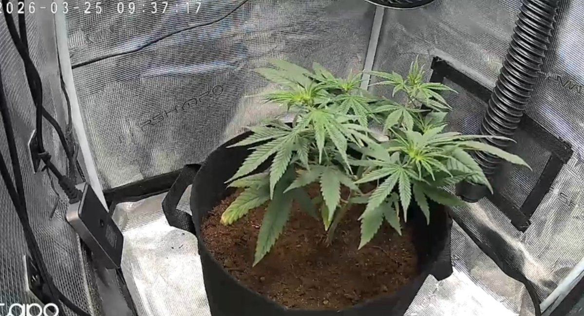 watterson tweet media