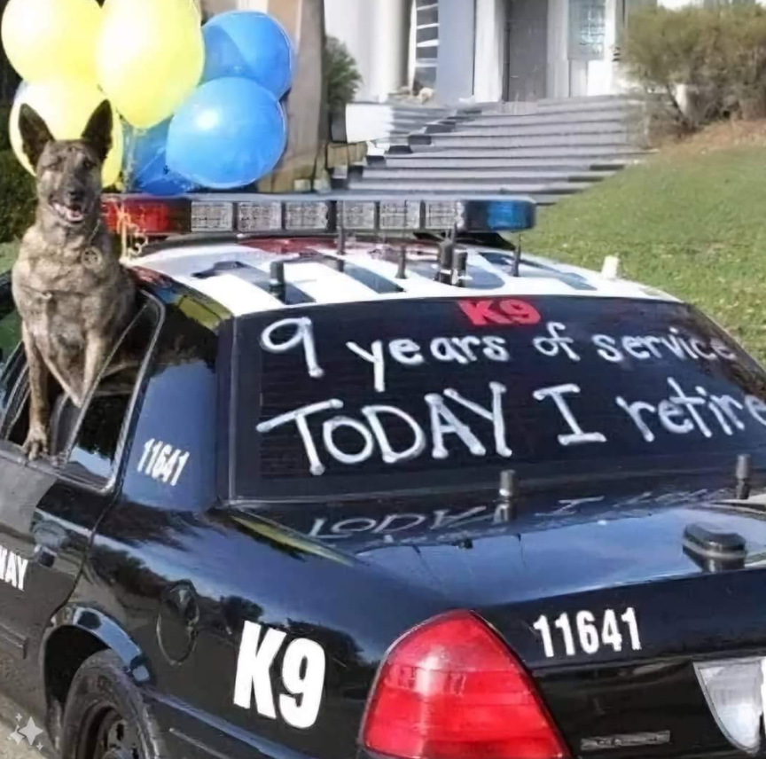 TweeetsOfDogs's tweet photo. Never Forget Old Dogs Are Beautiful Too ❤️ https://t.co/dsgVxNoK5C