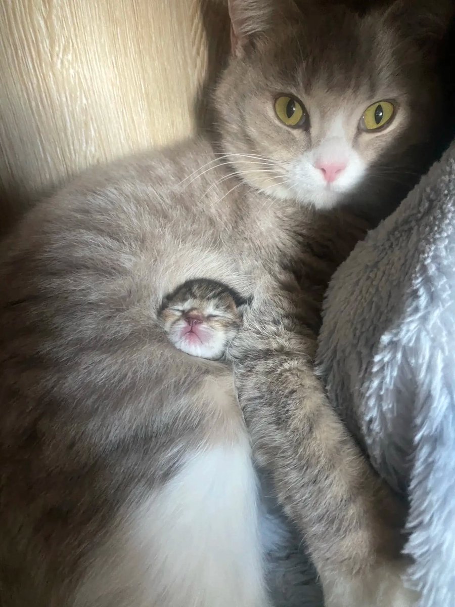 NoCatsNoLife_m's tweet photo. Nothing feels safer than Mom’s cuddle 🥰🧡 https://t.co/Y8Kp7xxXuP