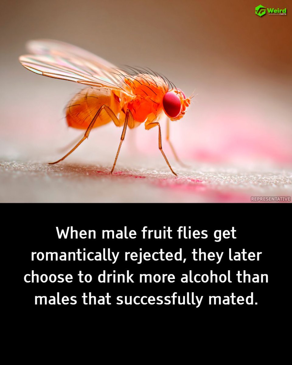 Weird Facts tweet media