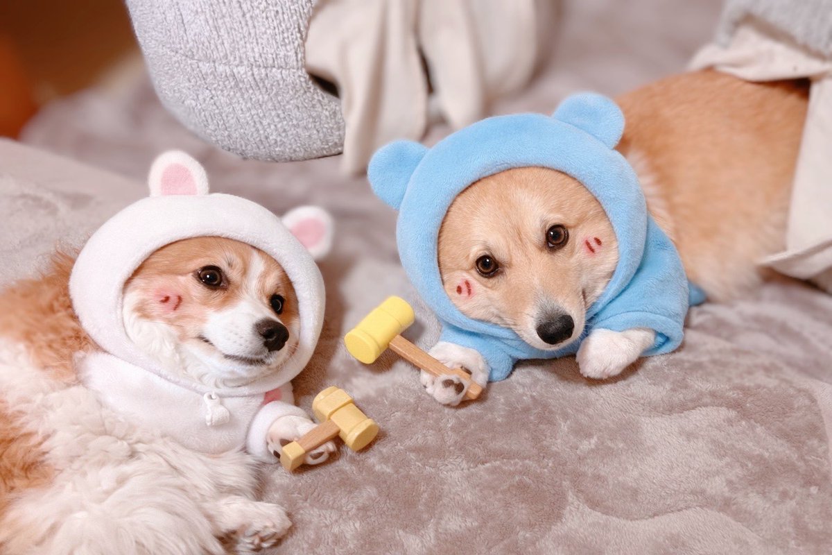 りのきや(はなうら姉妹) tweet media