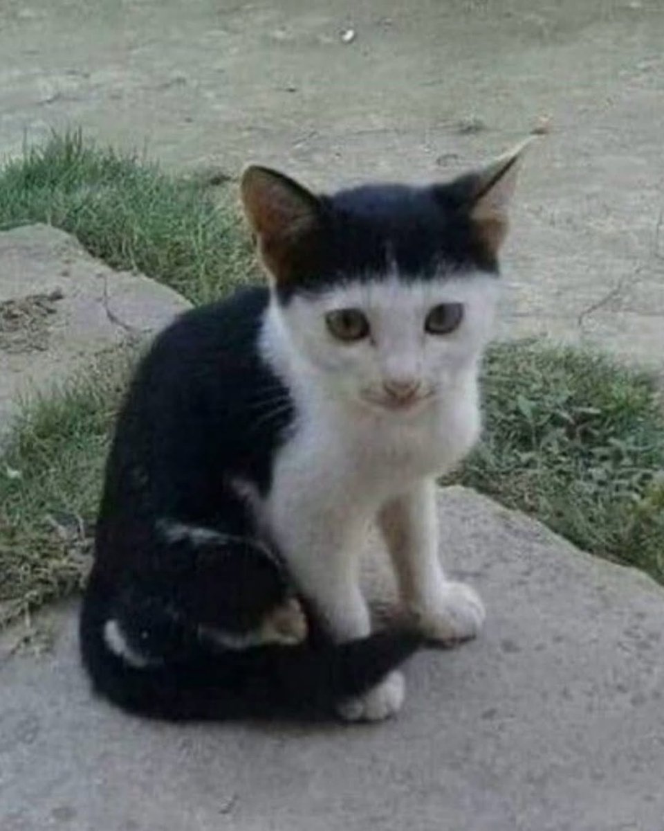 문오버 tweet media