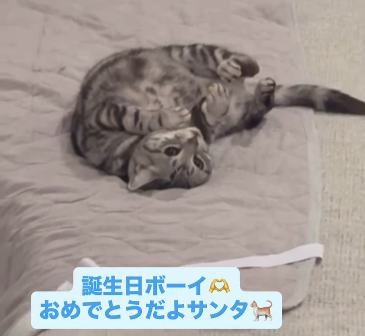 のむさん推し tweet media