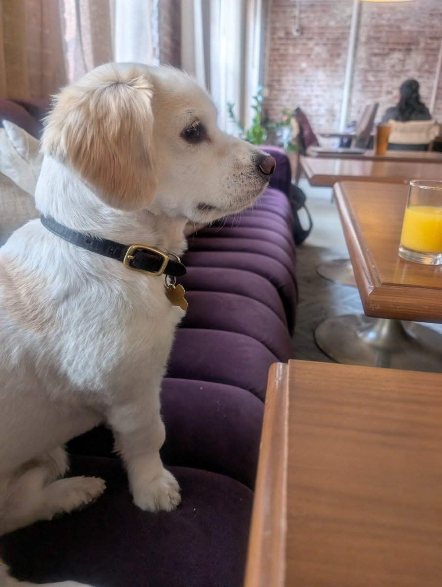 Yolanda Shoshana tweet media