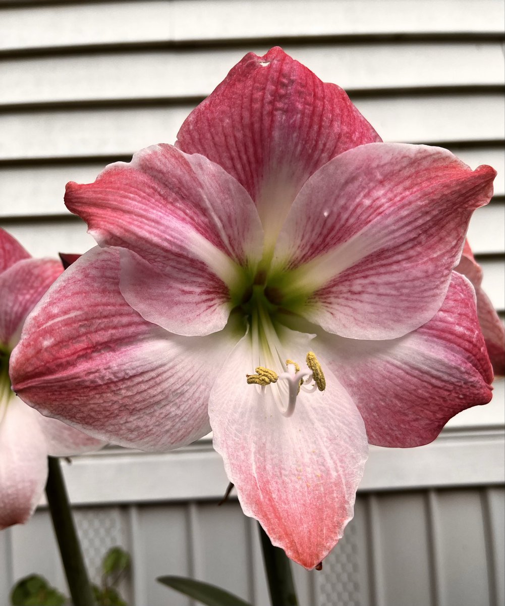 Steve Wills tweet media