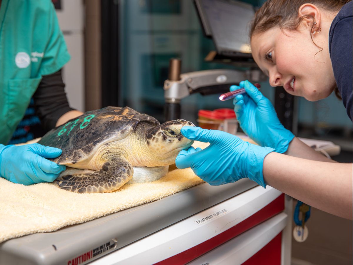 New England Aquarium tweet media