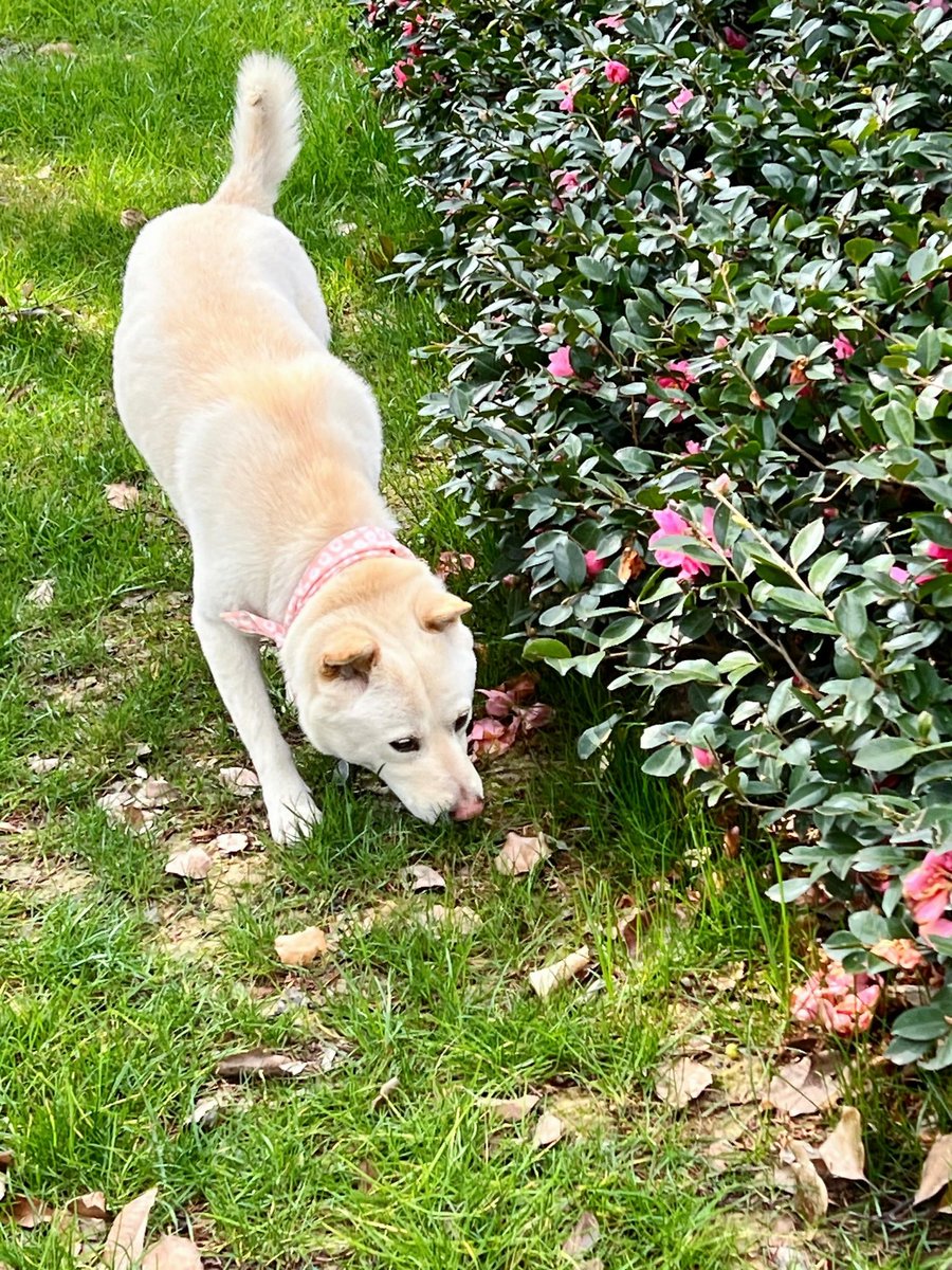 CaandyWu tweet media