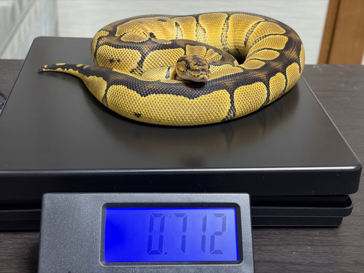 とまぴー🐍 tweet media