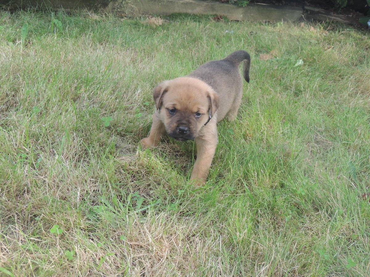 Son Moon🌞🌙🦆🤓ᛤ tweet media